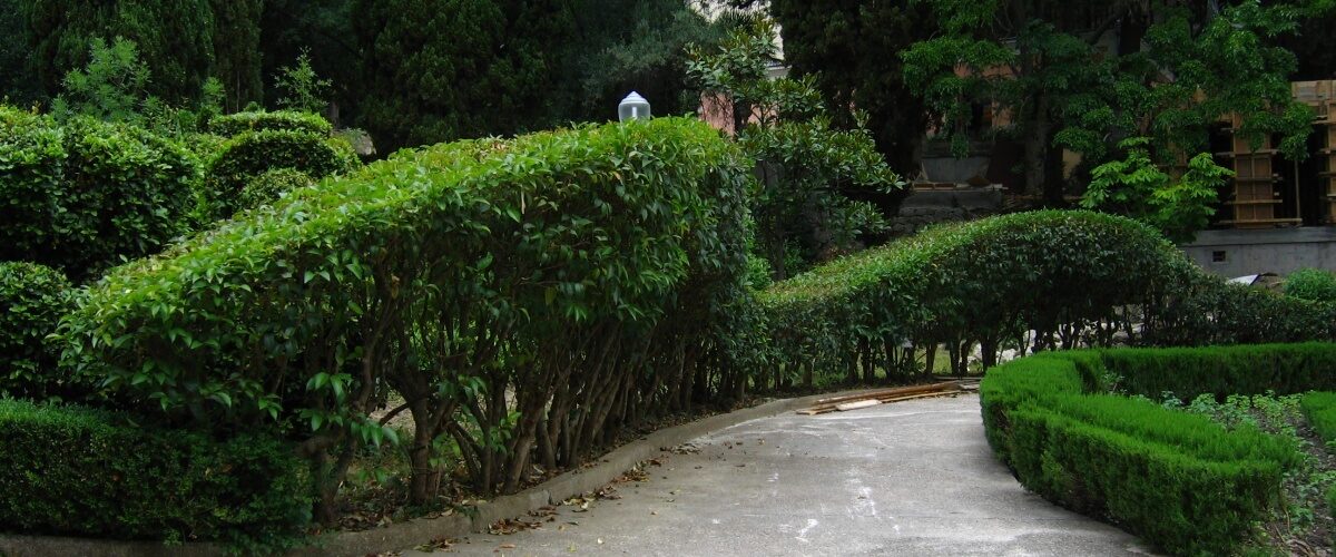 8 rules for planting a hedge 8 rules for planting a hedge