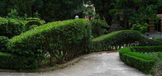 8 rules for planting a hedge 8 rules for planting a hedge