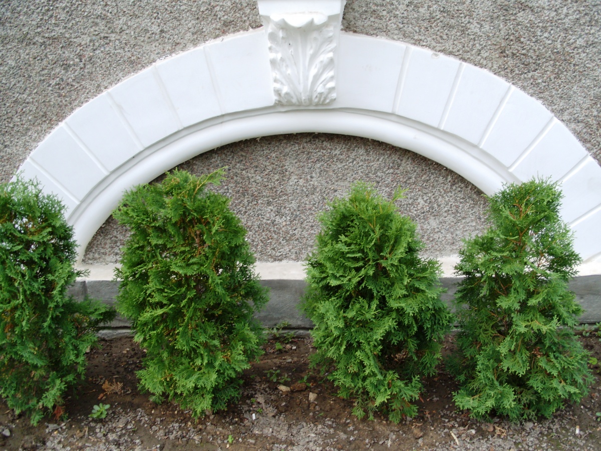 8 rules for planting a hedge