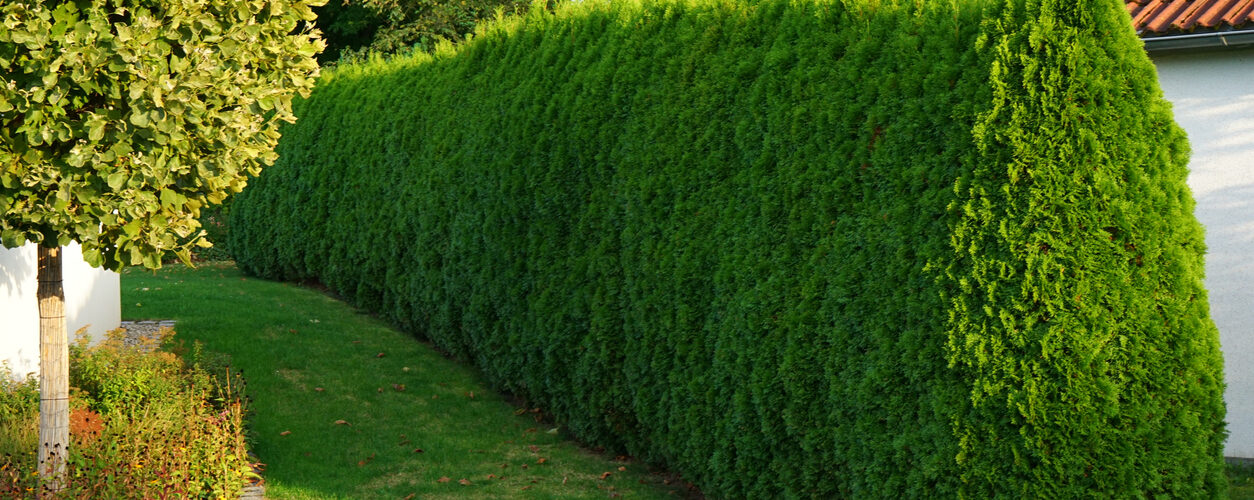 A tall hedge instead of a fence
