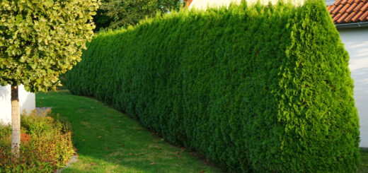 A tall hedge instead of a fence. How to create and maintain it A tall hedge instead of a fence