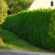 A tall hedge instead of a fence