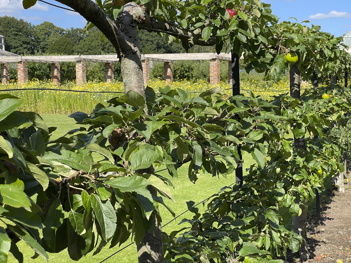 Apple trees on a trellis