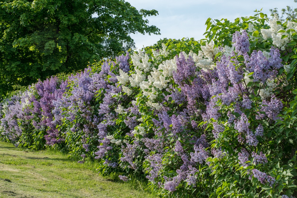 A freely growing hedge of lilacs