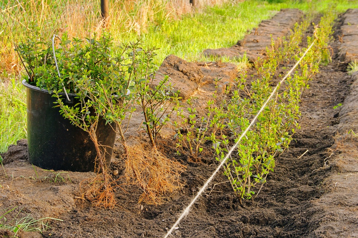 Plants in a hedge are planted quite densely.