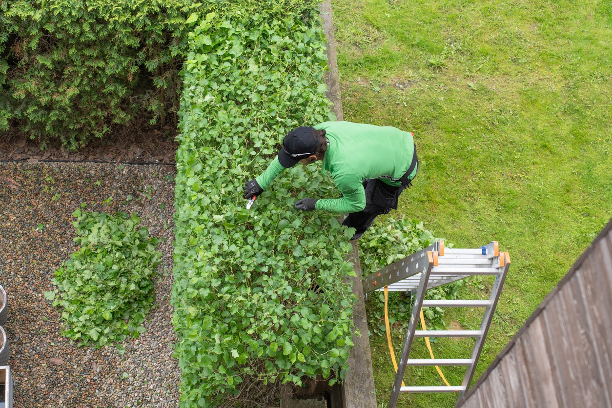 Shaped hedges need to be trimmed every year.