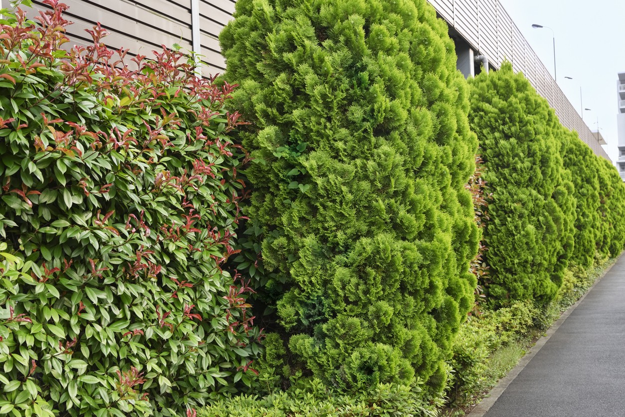 A wonderful example of combining coniferous and deciduous plants in a tall hedge