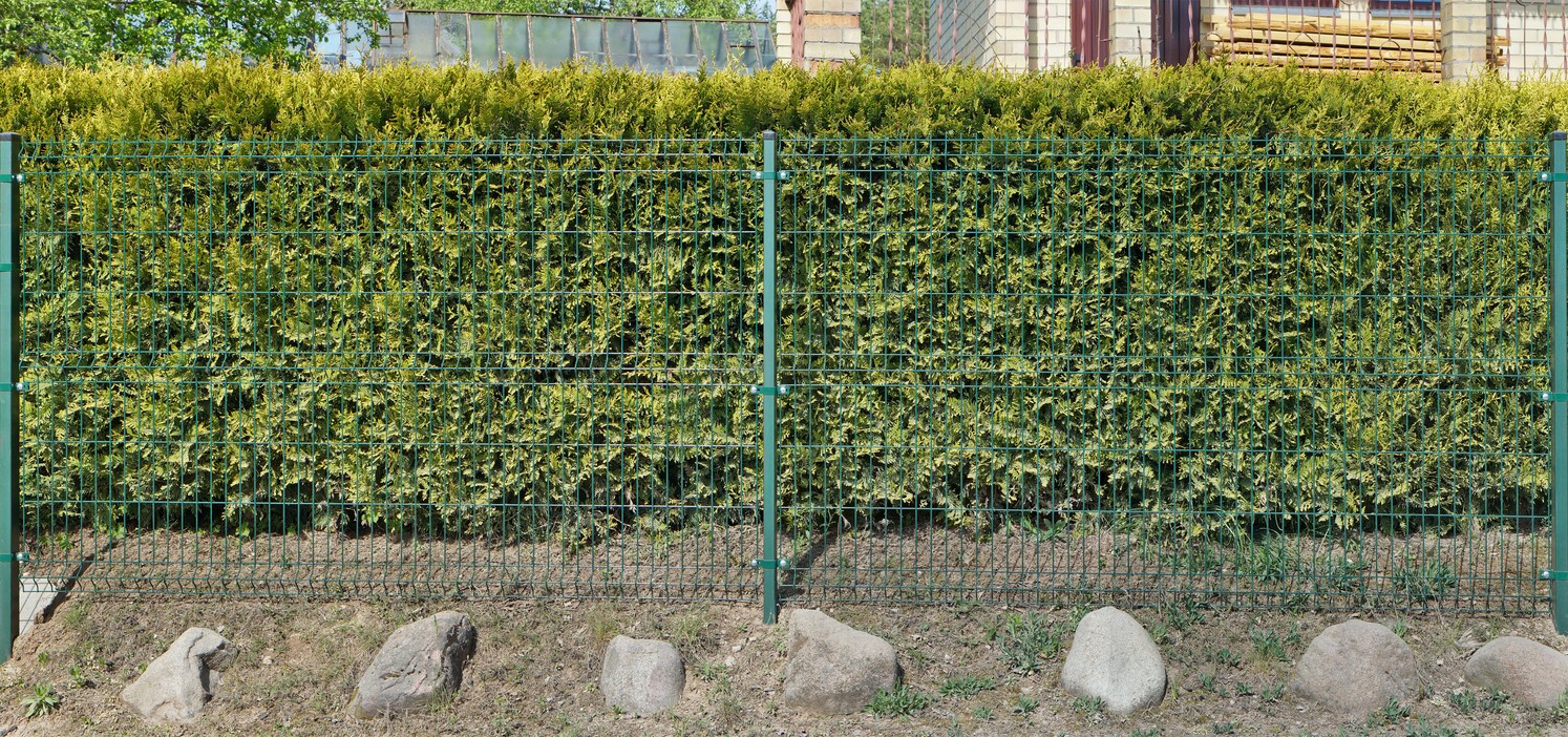 To ensure that your hedge grows well, you need to choose a transparent fence. When planting, leave enough space for plant care.