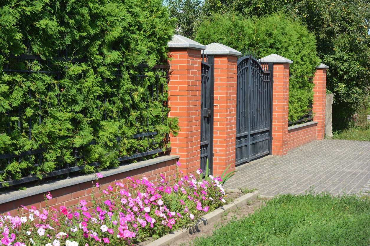 Thuja hedge