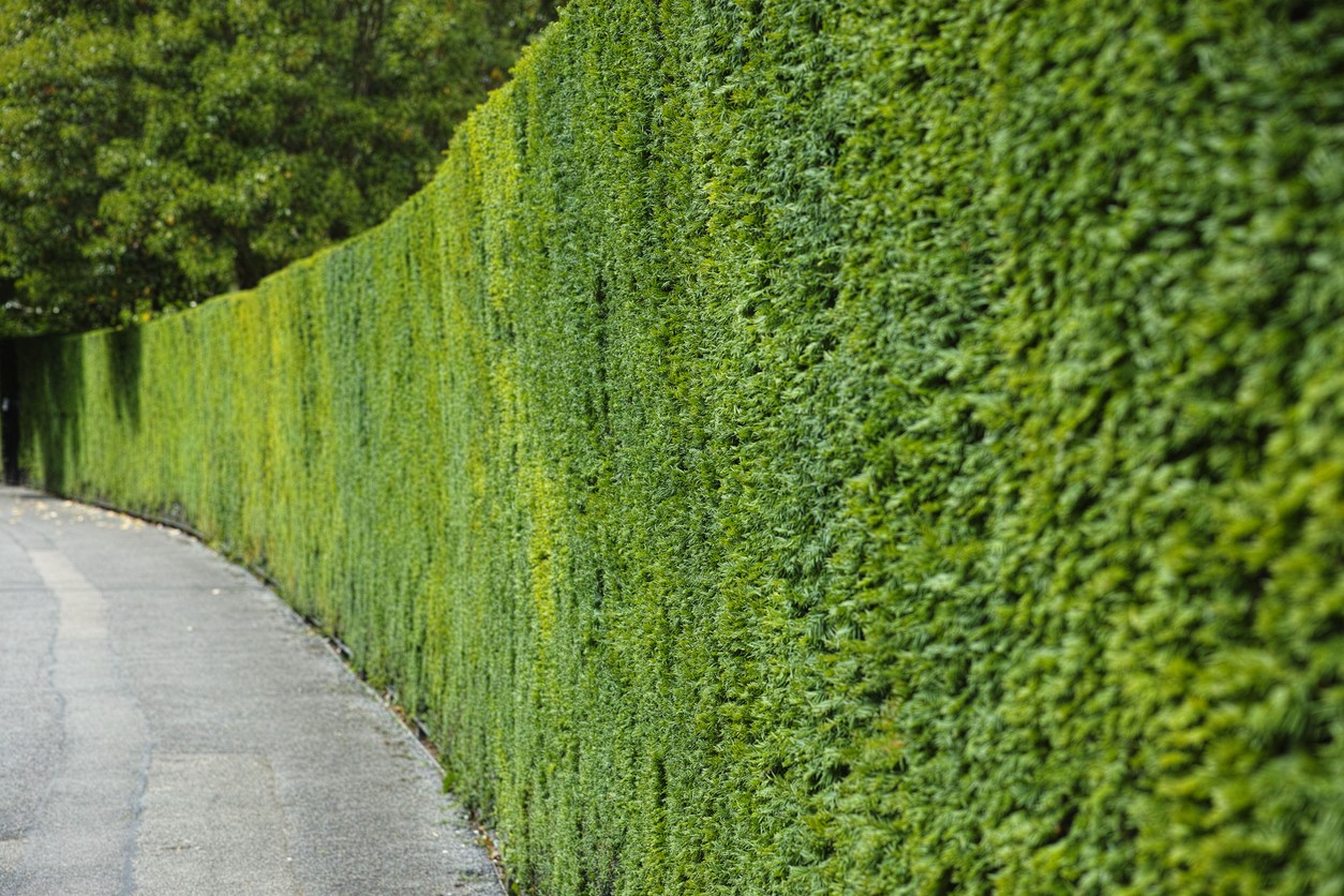Tall yew hedge