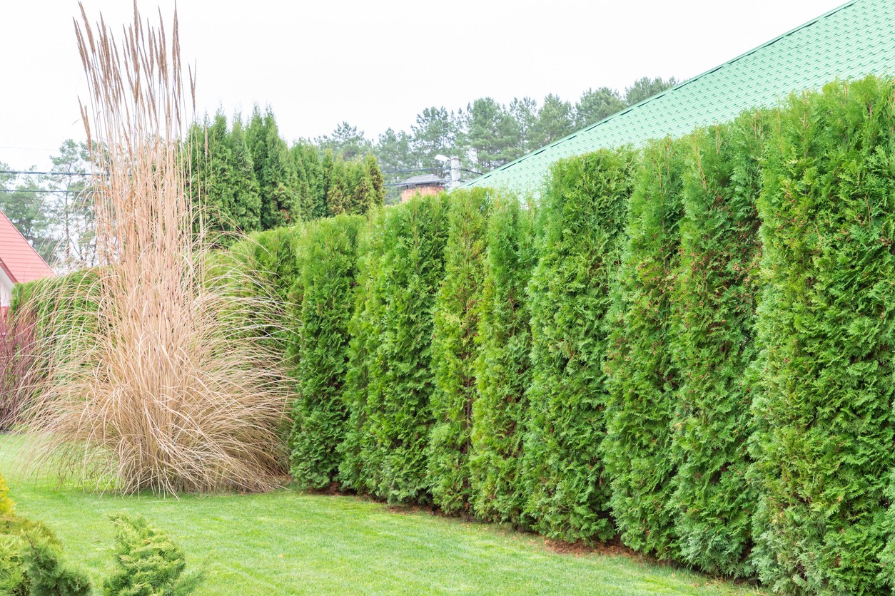 Tall hedge of thuja trees