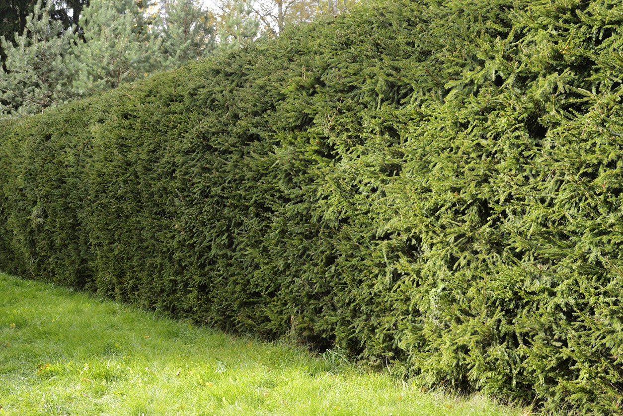 A living hedge of fir trees