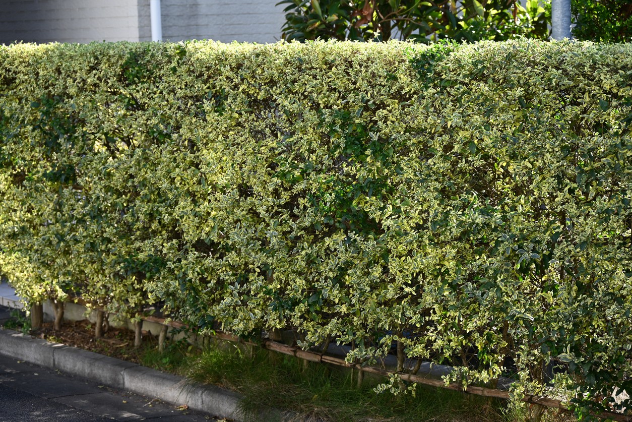 Shaped tall hedge