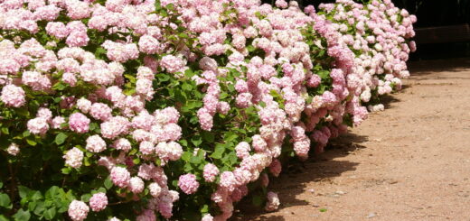 Beautiful flowering hedges: medium and tall Beautiful flowering hedges