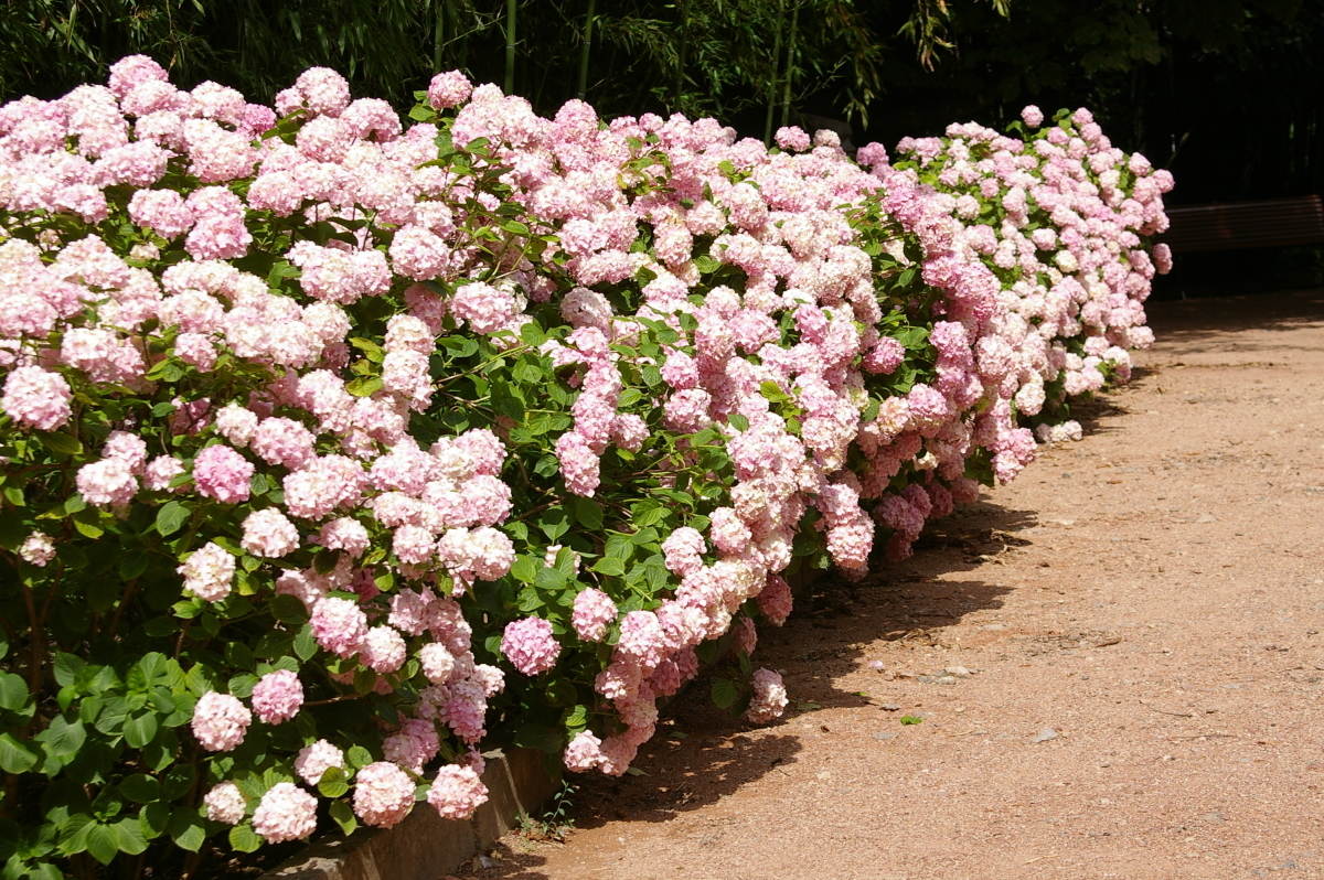 Beautiful flowering hedges