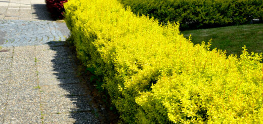 Bright hedges