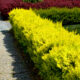 Bright hedges