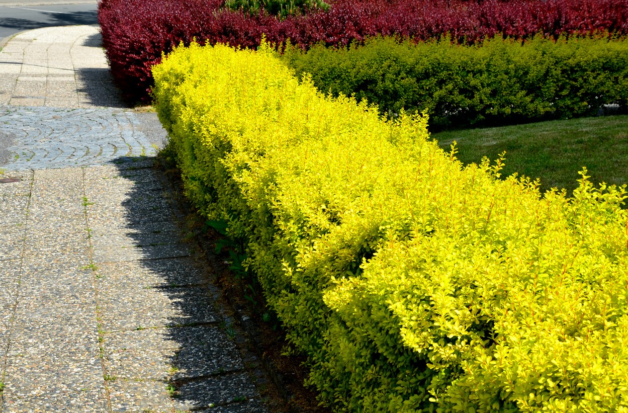 Bright hedges