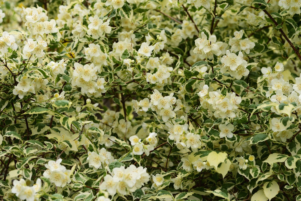 Variegated mock orange ‘Variegatus’ during flowering