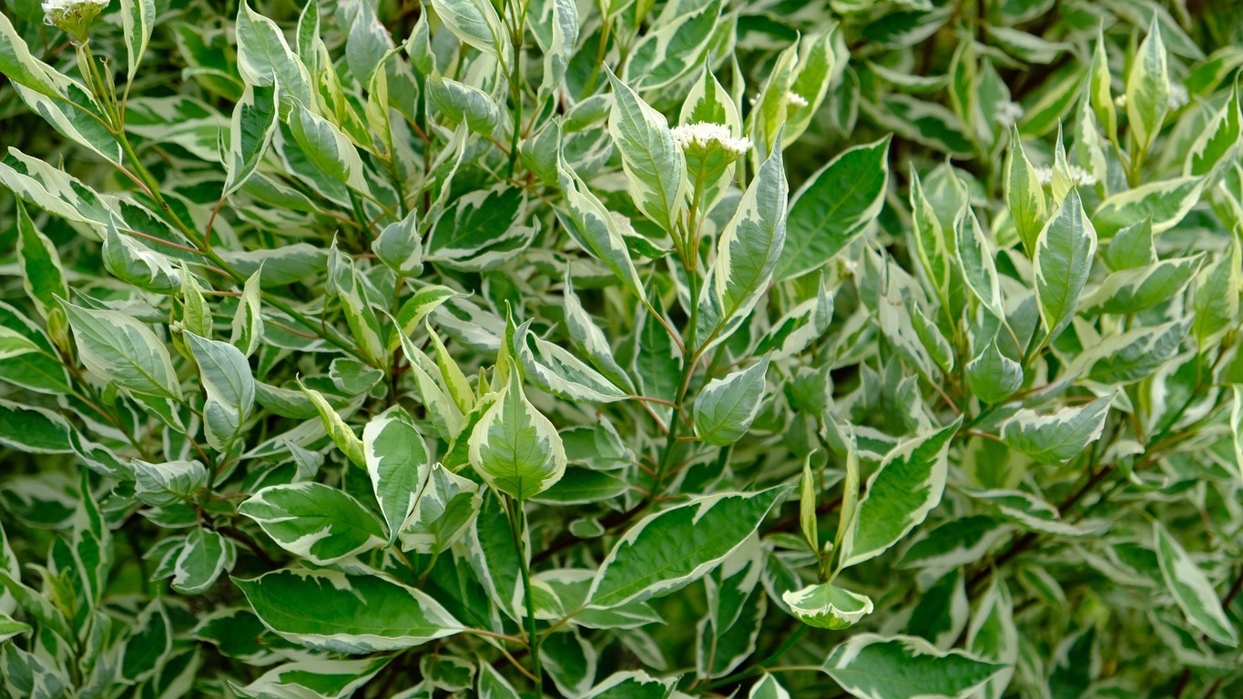 Leaves of white dogwood ‘Sibirica Variegata’ 