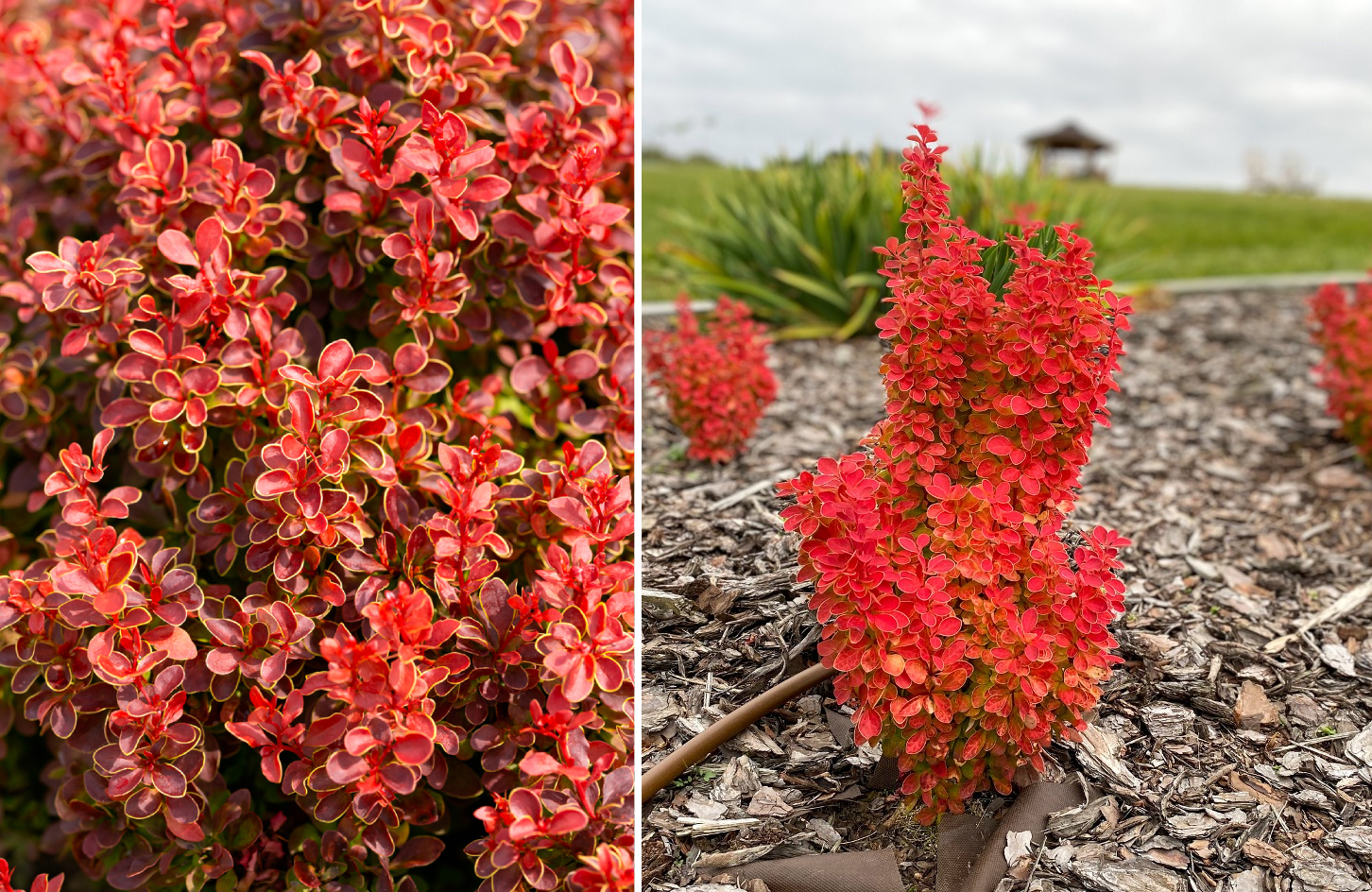 Left: foliage of Thunberg's barberry ‘Orange Rocket’. Right: Thunberg's barberry ‘Orange Ace’ 