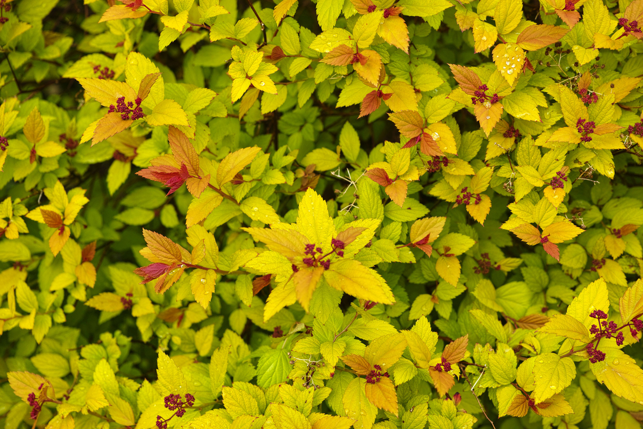 Young foliage of Japanese spirea ‘Goldflame’
