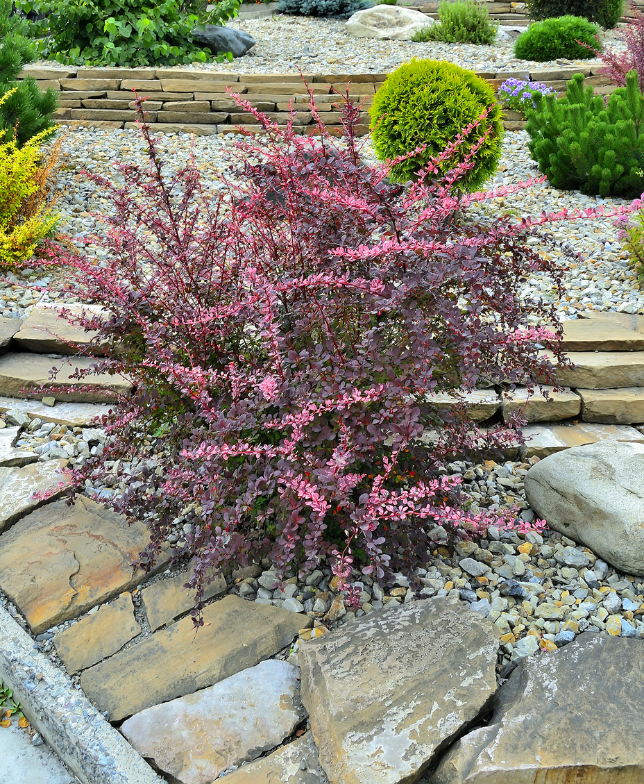 Barberry ‘Pink Queen’