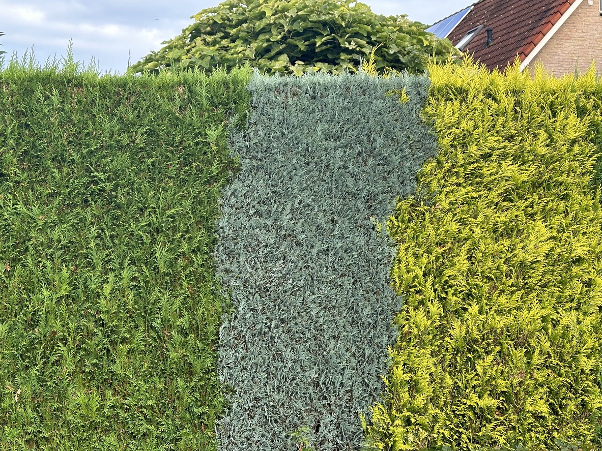 An interesting combination of different colored conifers in a hedge
