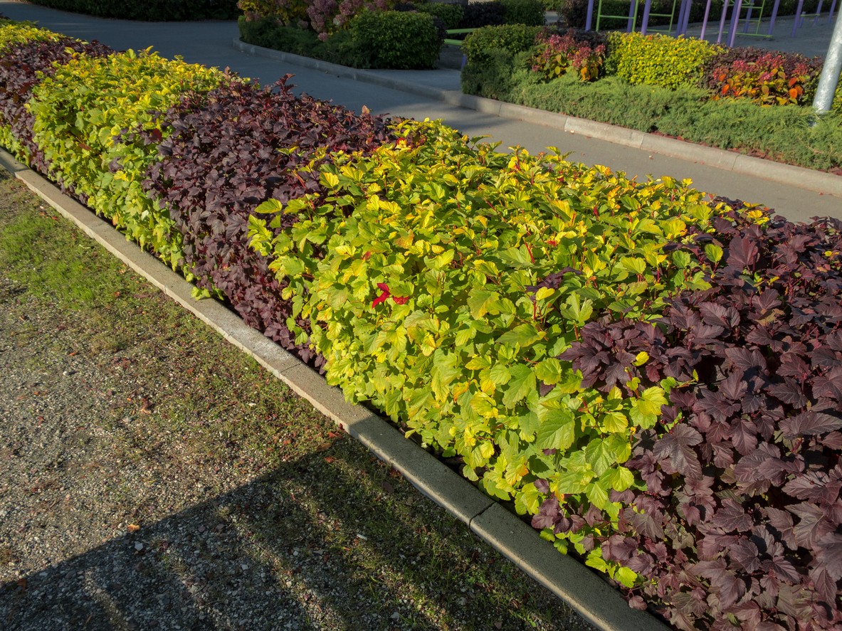 An example of a contrasting combination of different colored bubble pods in a trimmed hedge