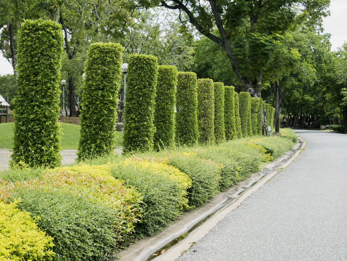 Yellow-leaved shrubs alternating with green-leaved ones in a low hedge maintain the rhythm set by tall, trimmed columns.