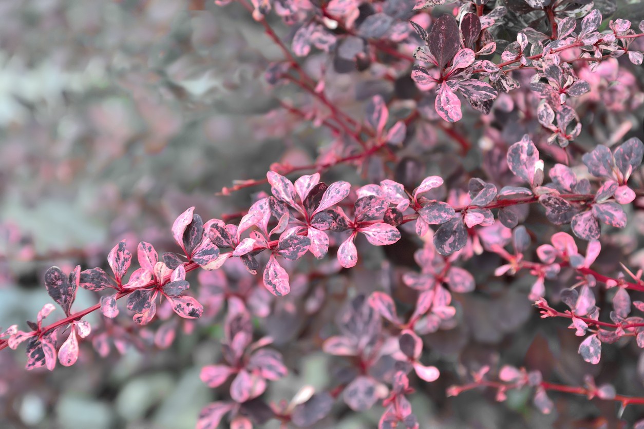 Leaves of Thunberg's barberry ‘Harlequin’ 