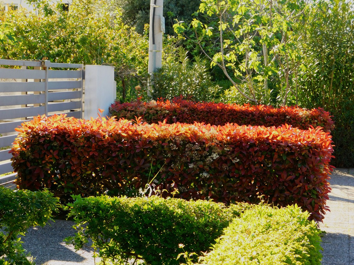 A bright hedge of photinia
