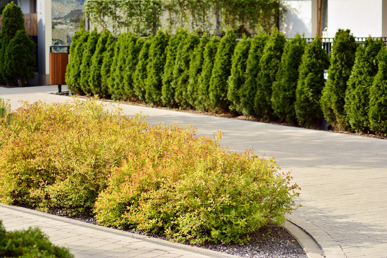 Bright yellow-leaved spireas go well with conifers.