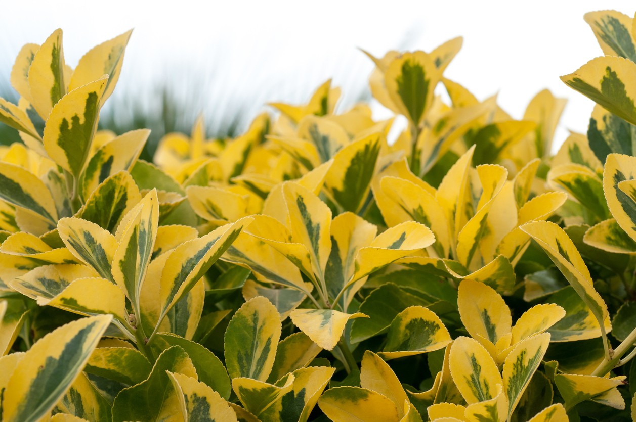 Leaves of the oval-leaved birch ‘Aureum’ 