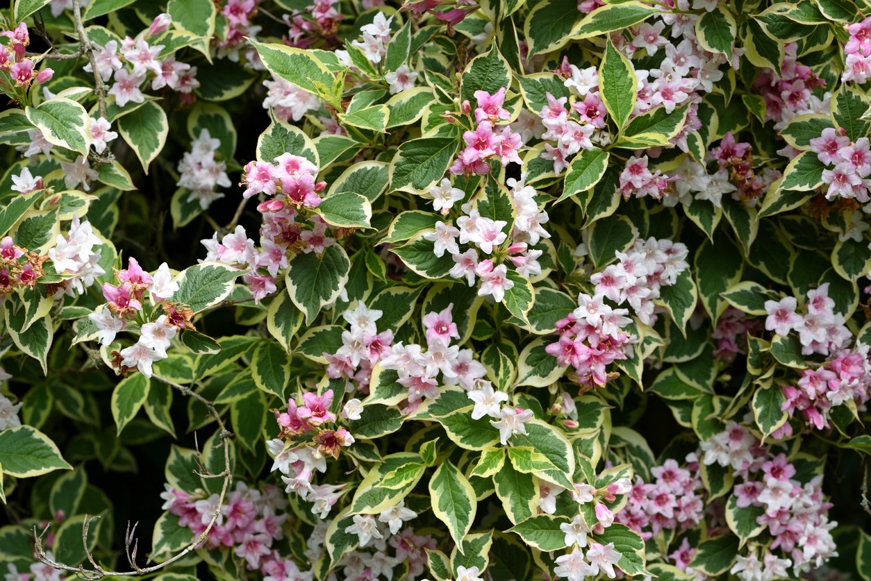 Weigela ‘Florida Variegata’ in bloom 