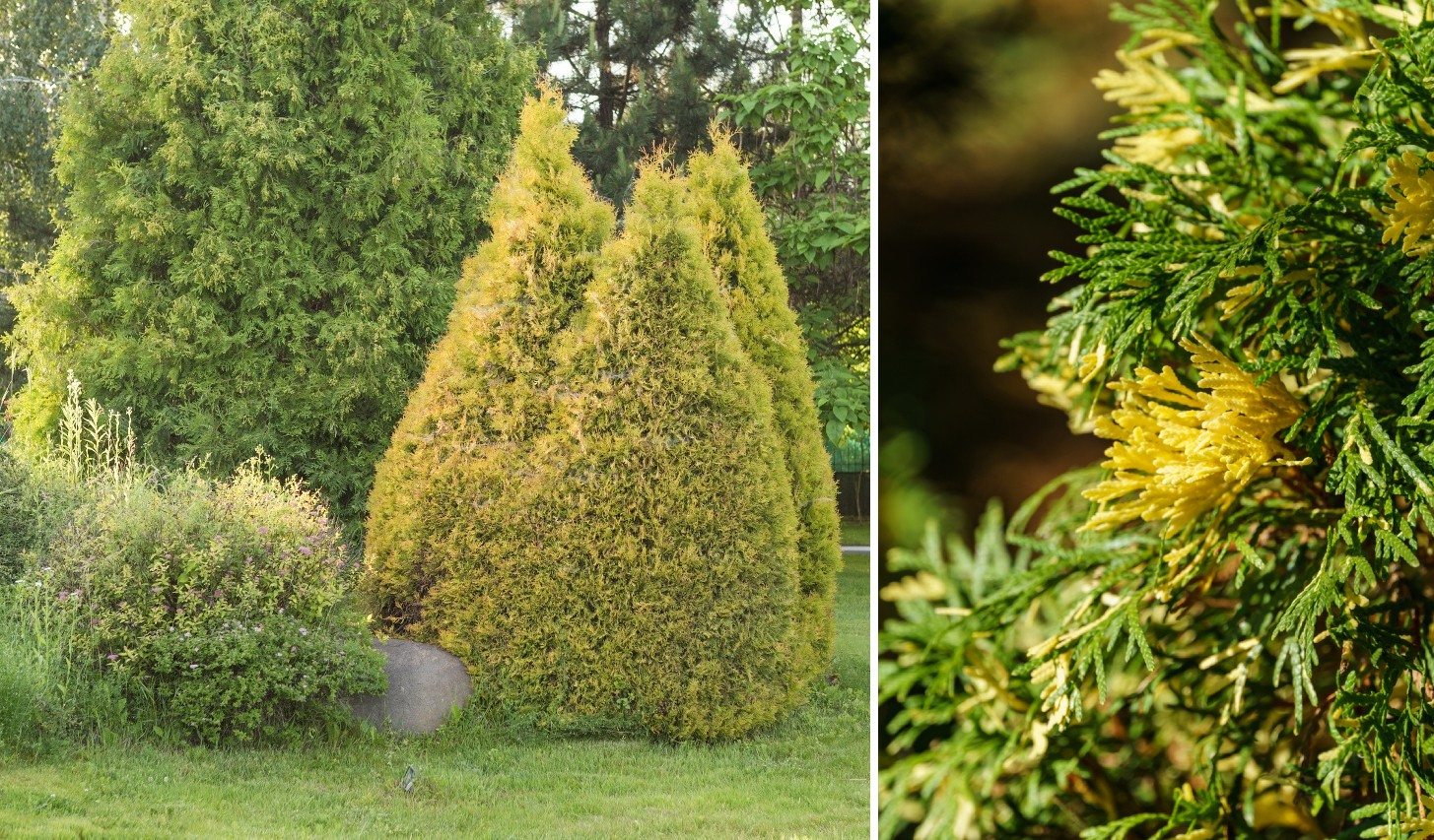 Western thuja ‘Golden Smaragd’ (left) and its needles up close (right)