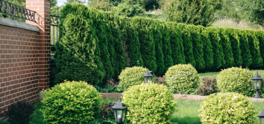 Hedges in the garden