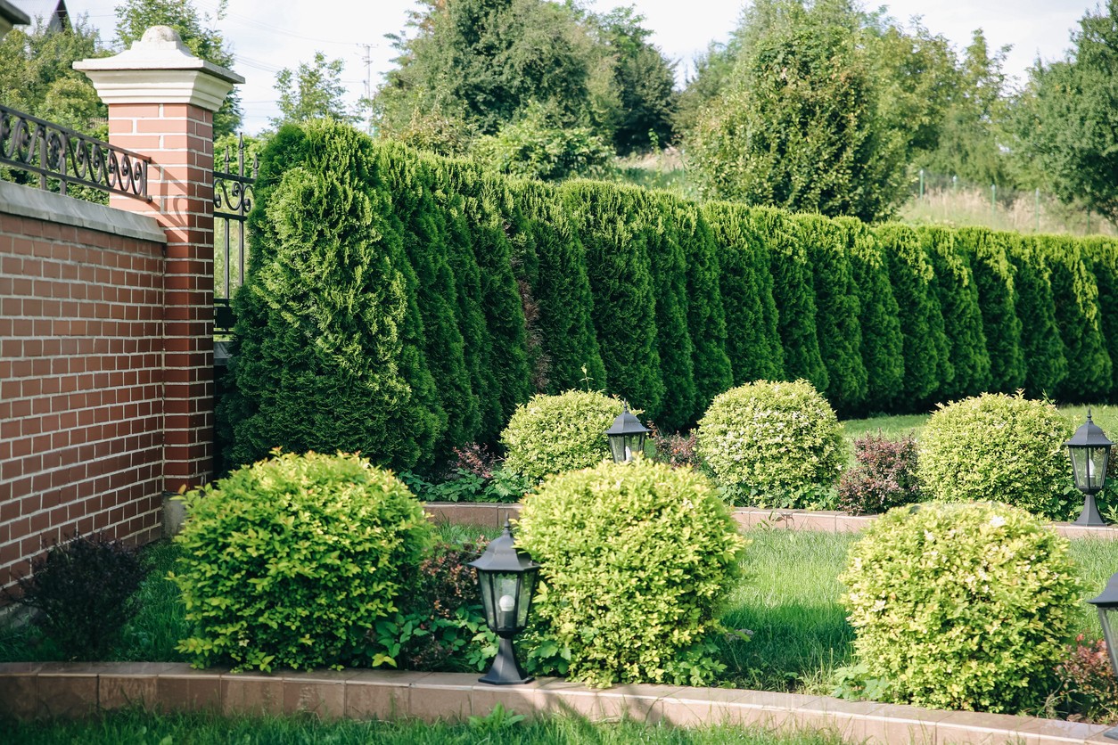 Hedges in the garden