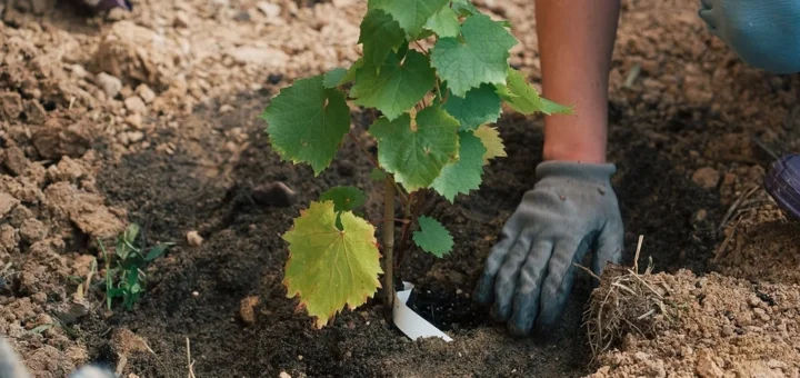 How to plant grapes in autumn: planting instructions and care tips How to plant grapes in autumn: planting instructions and care tips