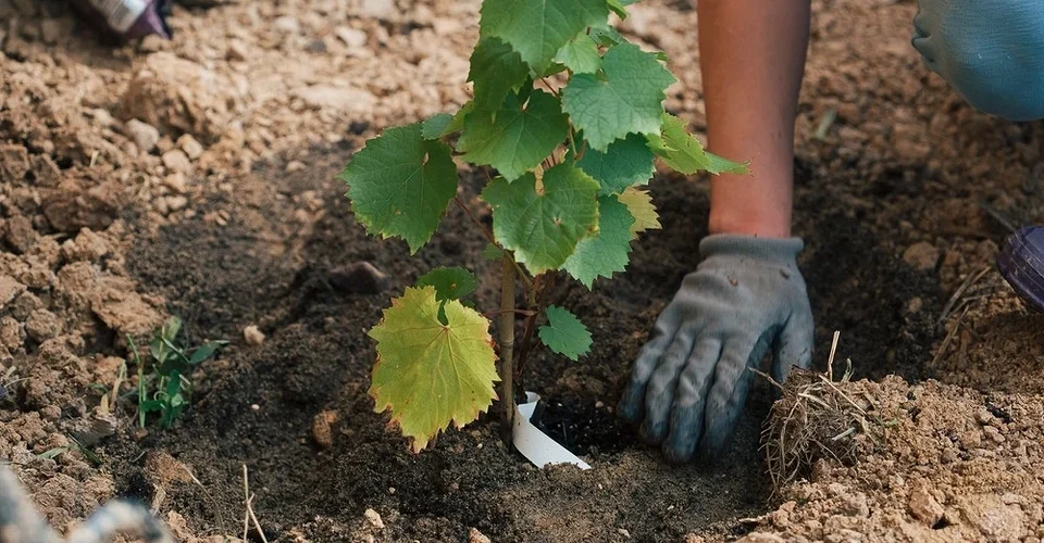 How to plant grapes in autumn: planting instructions and care tips How to plant grapes in autumn: planting instructions and care tips
