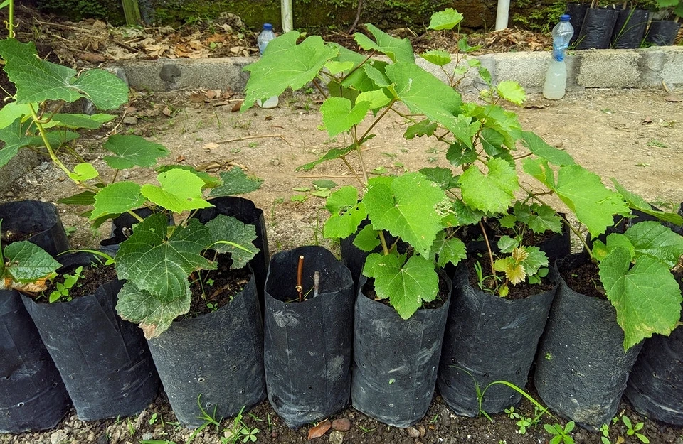 How to plant grapes in autumn: planting instructions and care tips