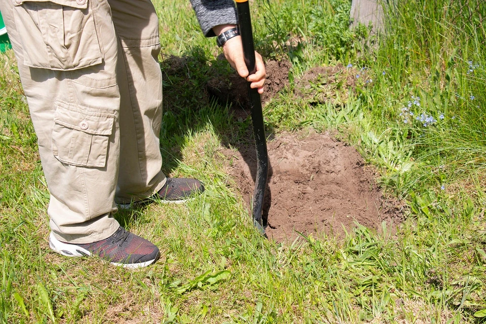 How to plant grapes in autumn: planting instructions and care tips