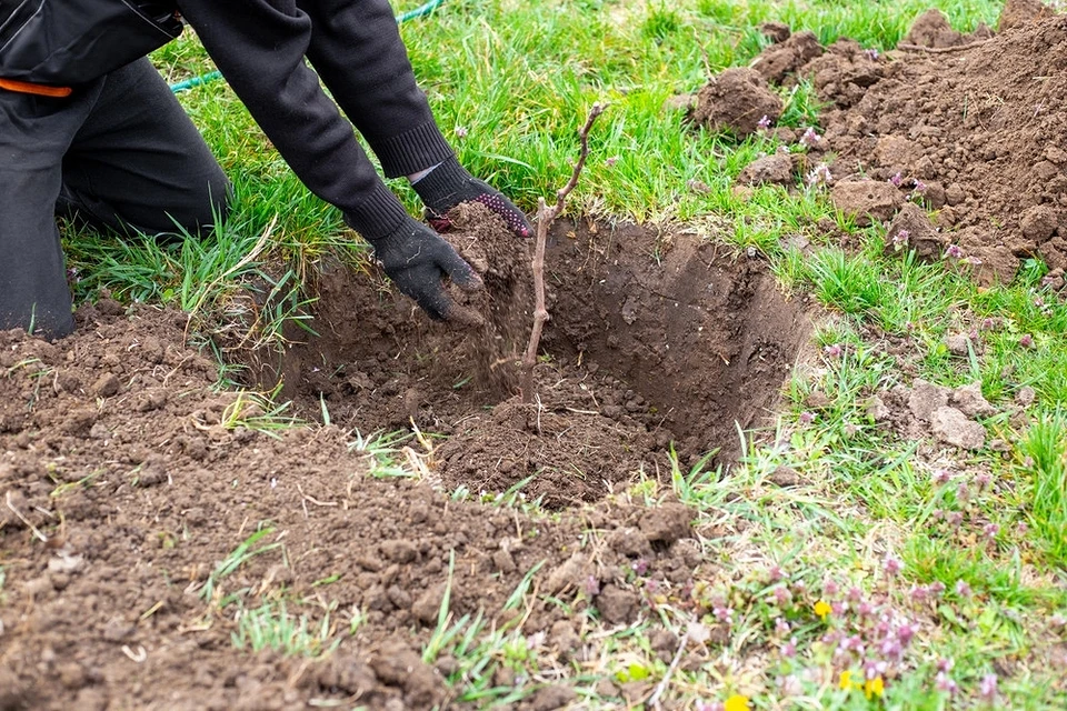 Step-by-step instructions on how to plant grape seedlings in autumn