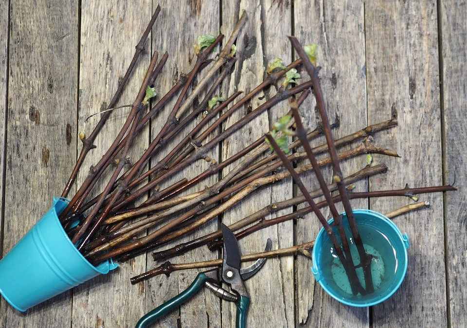 Features of planting grape cuttings in autumn