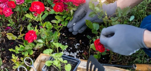 10 best spring fertilizers for roses 10 best spring fertilizers for roses