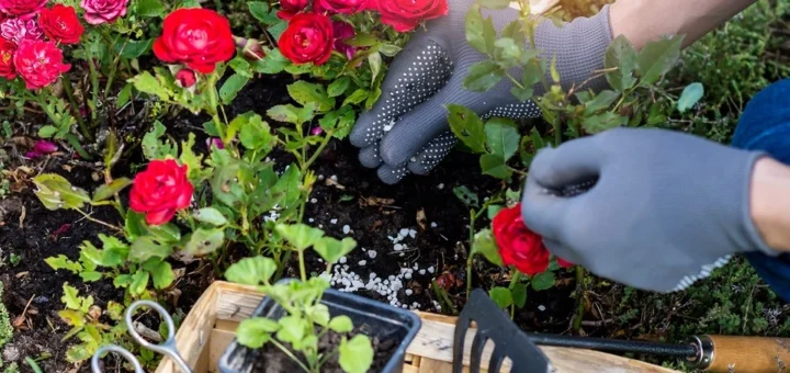 10 best spring fertilizers for roses 10 best spring fertilizers for roses