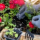 10 best spring fertilizers for roses