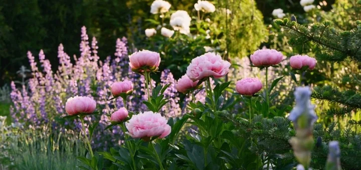 7 plants that should not be planted near roses