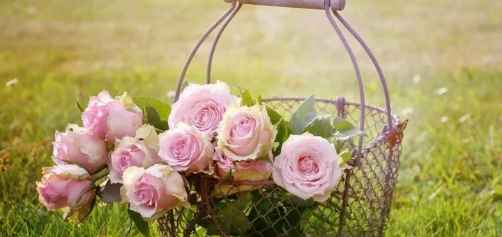 Caring for roses in spring: a simple 6-point checklist to follow after winter Caring for roses in spring