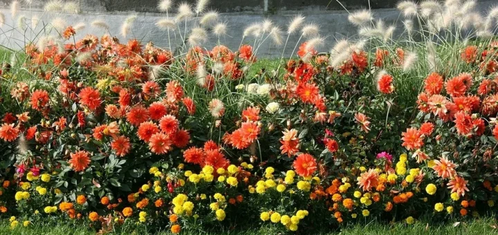 Creating a flowerbed for continuous blooming